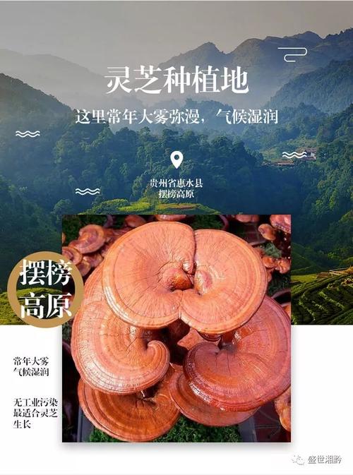 驰援武汉!贵州这家湘商送来灵芝产品抗疫